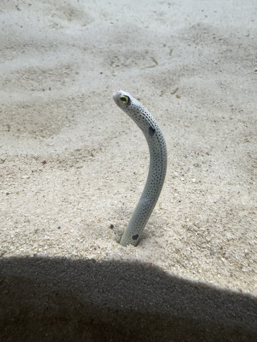 naruasuku's tweet image. チンアナゴも見てきました☺️✨