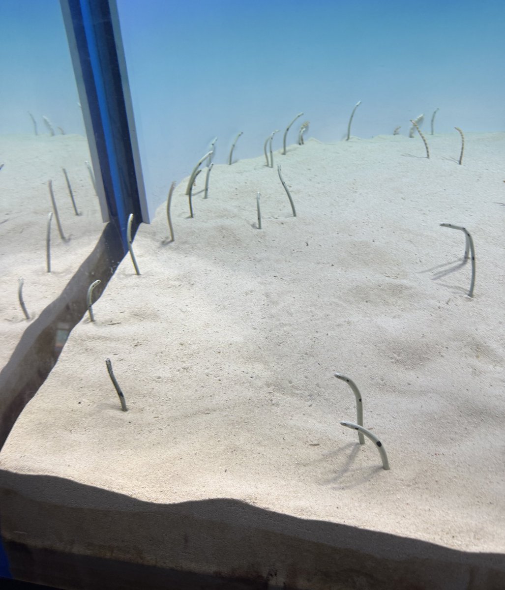 naruasuku's tweet image. チンアナゴも見てきました☺️✨