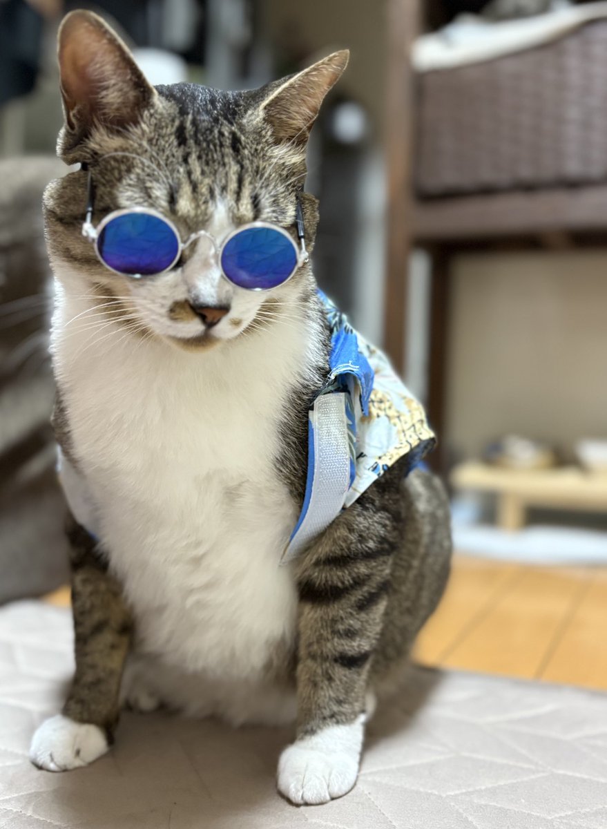 Siroop1's tweet photo. 可愛いすぎる。
なんでこんな可愛いの。罪だよ。好き。 https://t.co/PwTKR2oT28