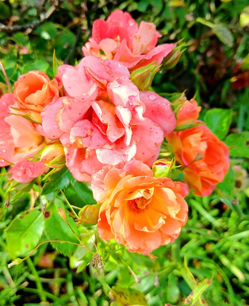PeggyMercer's tweet photo. I went for a ride on the gator this morning, #JOHNRICHARDS normally drives but is back in #Nashville playing music today at #ShuggaHi...but here's some of the roses....these talk to me.... https://t.co/7UxQxWwhxo