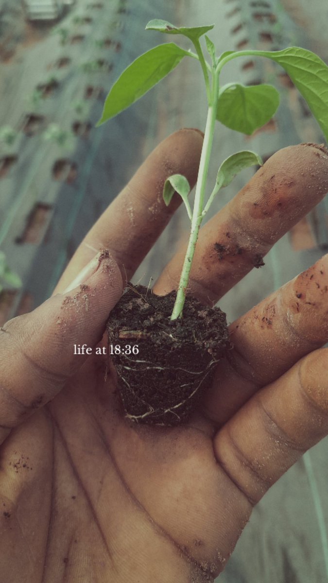 _moon9ight_'s tweet photo. Touched grass yesterday 👨‍🌾
Transplanted Bell Pepper (Capsicum annuum) 🫑 
Nursery Time: about 21–30 days before transplanting 🌱

Did You Know? 🤔
Bell Peppers are a great source of antioxidants and high in Vitamin C 🧪

@sFarmLab @Eyiaofficial 
#FunFarming #DailyLifeofaFarmer https://t.co/gexgZj6Wne