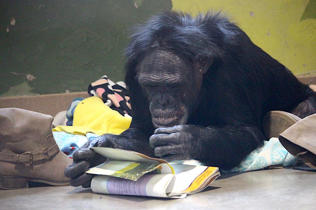 Congratulations CWU Primate Behavior Program Grads! -  chimpsnw.org/2025/06/congra…