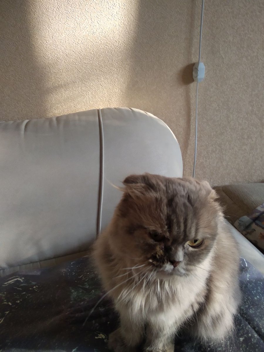 dobroxvost's tweet photo. Твиттерские, эту сердитую барышню выкинули хозяева при переезде, передержка есть на неделю, дальше хз что делать. Девочка, возраст пока не знаем. Нужна хотя бы передержка, времени мало, а забирать некуда 💔 Москва и МО https://t.co/1iPXGq7MF4