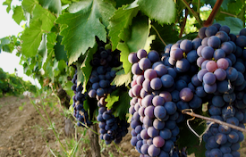 Sean at BevX (@sean_bevx) on Twitter photo Discovering Italy's Ciliegiolo — A grape that is thrilling us lately is a beautiful red variety called Ciliegiolo. The name Ciliegiolo means “little cherry”... — icont.ac/513Jh Discovering Italy's Ciliegiolo — A grape that is thrilling us lately is a beautiful red variety called Ciliegiolo. The name Ciliegiolo means “little cherry”... — icont.ac/513Jh