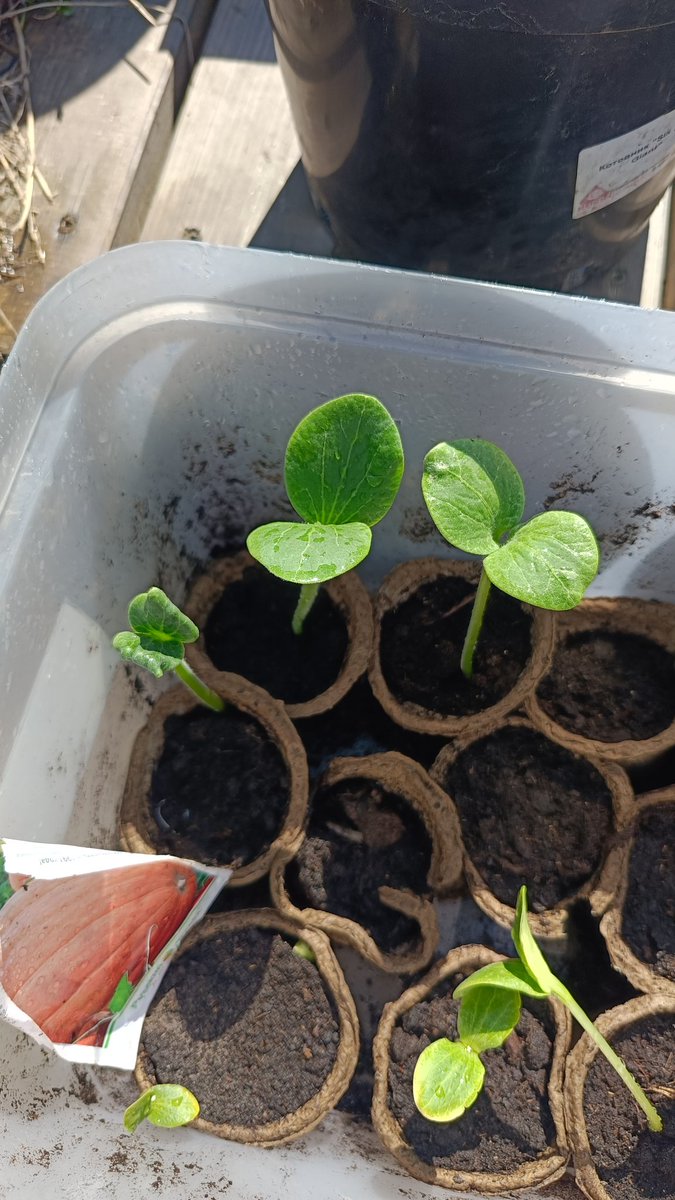 let's see what happens in the fall when the #opensea pumpkin turns into... #openseatouchgrass