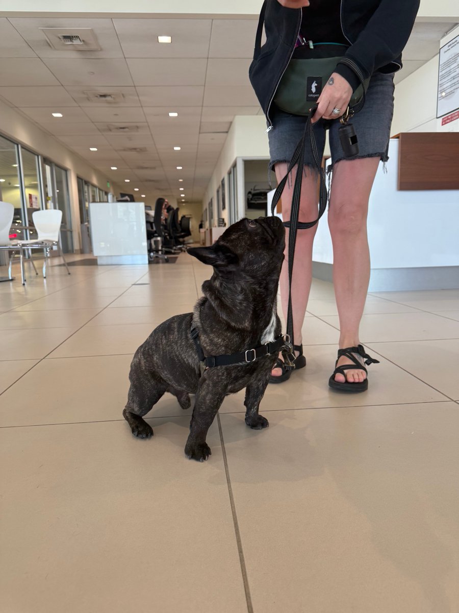 BMWSeattle's tweet photo. Meet Logan, the adorable Frenchie who knows a thing or two about riding in style. 🐾 He tagged along with his parents for an oil change on their 430i and turned heads in the service lane. 

#BMWSeattle #FrenchieStyle #430iLife #PetPassengerGoals #BMWMoments https://t.co/JXyL8LsZ0b