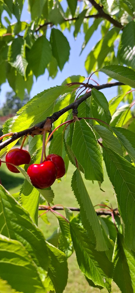 Te będą moje. 😉🍒🍒🍒🍒