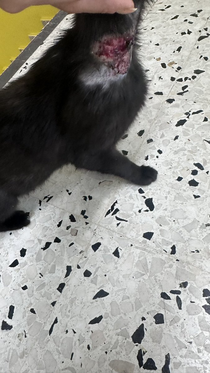 İstanbul Güneşli Metro Market’in müşteri girişinin orada az evvel gördüm bu kısçeyi. Açık yarası için veterinere götürüldüğü söylendi personel tarafından ama inanmadım tabii ki. Bu haliyle bile beni sev diye yerlere yatışını görünce iyice kahroldum 😣 acil yayalım nolur