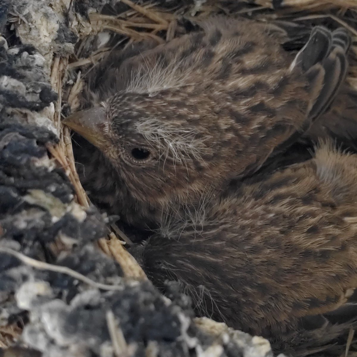 pynkglitt3r's tweet image. They are biggg one has already fledged. Hard to see inside the other nest very well but there's some nuggets in there