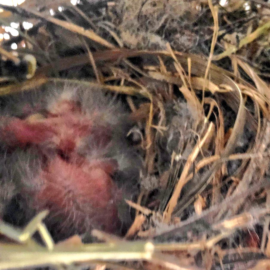 pynkglitt3r's tweet image. They are biggg one has already fledged. Hard to see inside the other nest very well but there's some nuggets in there