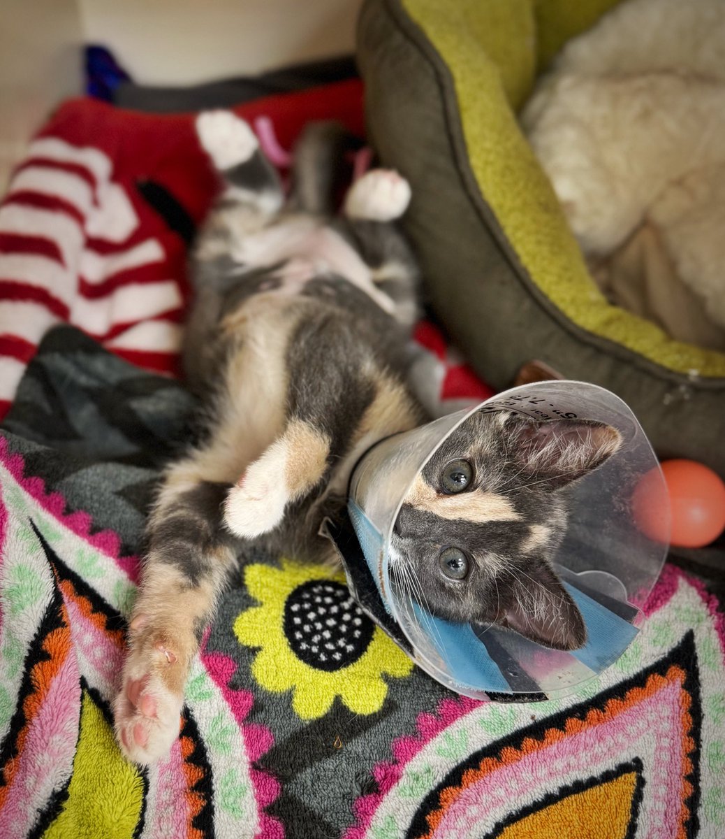 Maria Pulcinella (@mariapulcinella) on Twitter photo Meet Lavender 👋🏼
<a href="/phillypaws/">PAWS</a> Meet Lavender 👋🏼
<a href="/phillypaws/">PAWS</a>