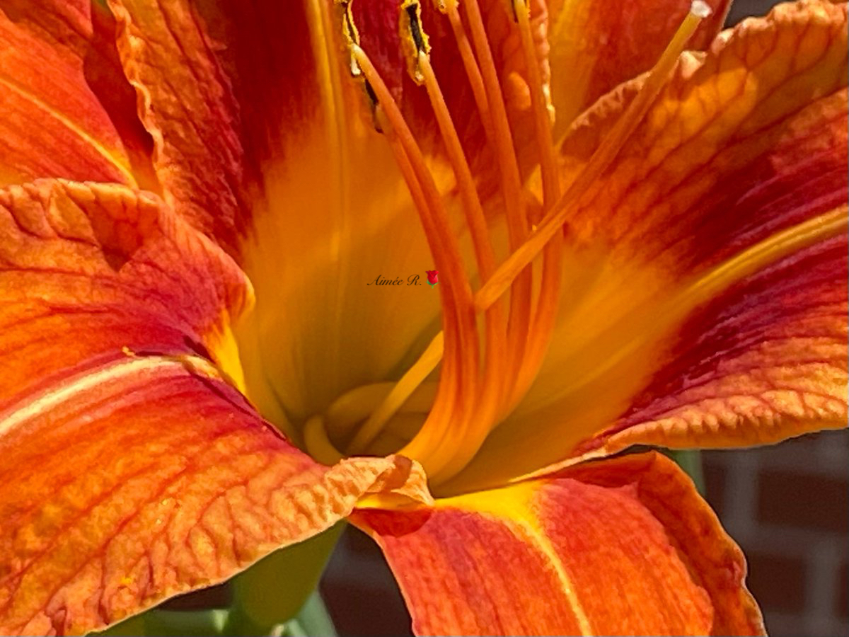 Happy Monday #MacroMonday My 📸🧡🧡🧡
Love this colour! Start your day with a smile! “The secret of happiness is not doing what one likes, but in liking what one does.”-J. Barry Whatever you do today - do it with love.