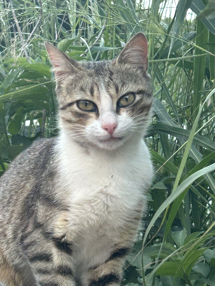 pgElephant's tweet image. #sunset #cat 🌞