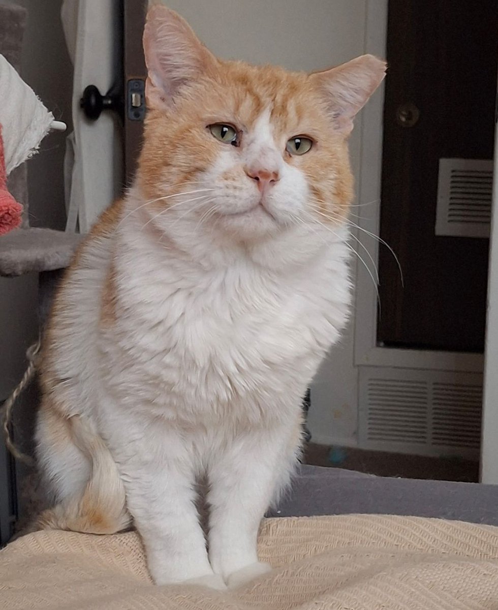 Whiskers 'N' Wishes Sanctuary tweet media