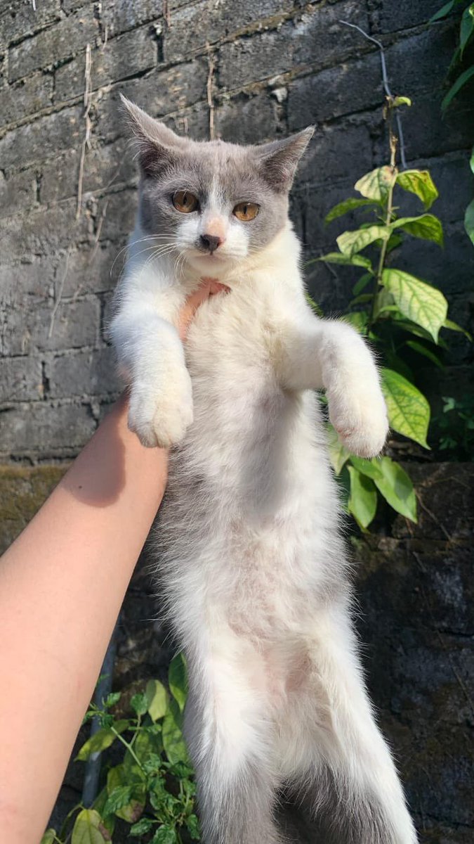 Daariiiss's tweet photo. CAT LOVERS CALLING ‼️

Haloo, aku mau open adopt kucing umur 5 bulan krn aku gabisa bawa mereka balik ke Jawa, prefer ambil 2 yaa krn kasian klo harus pisah (betina  dan jantan). Free dom Bali guys tepatnya di tabanan ya, aku butuh  yg bener2 serius bisa dan suka ngerawat kucing https://t.co/TH0oyTJlW4