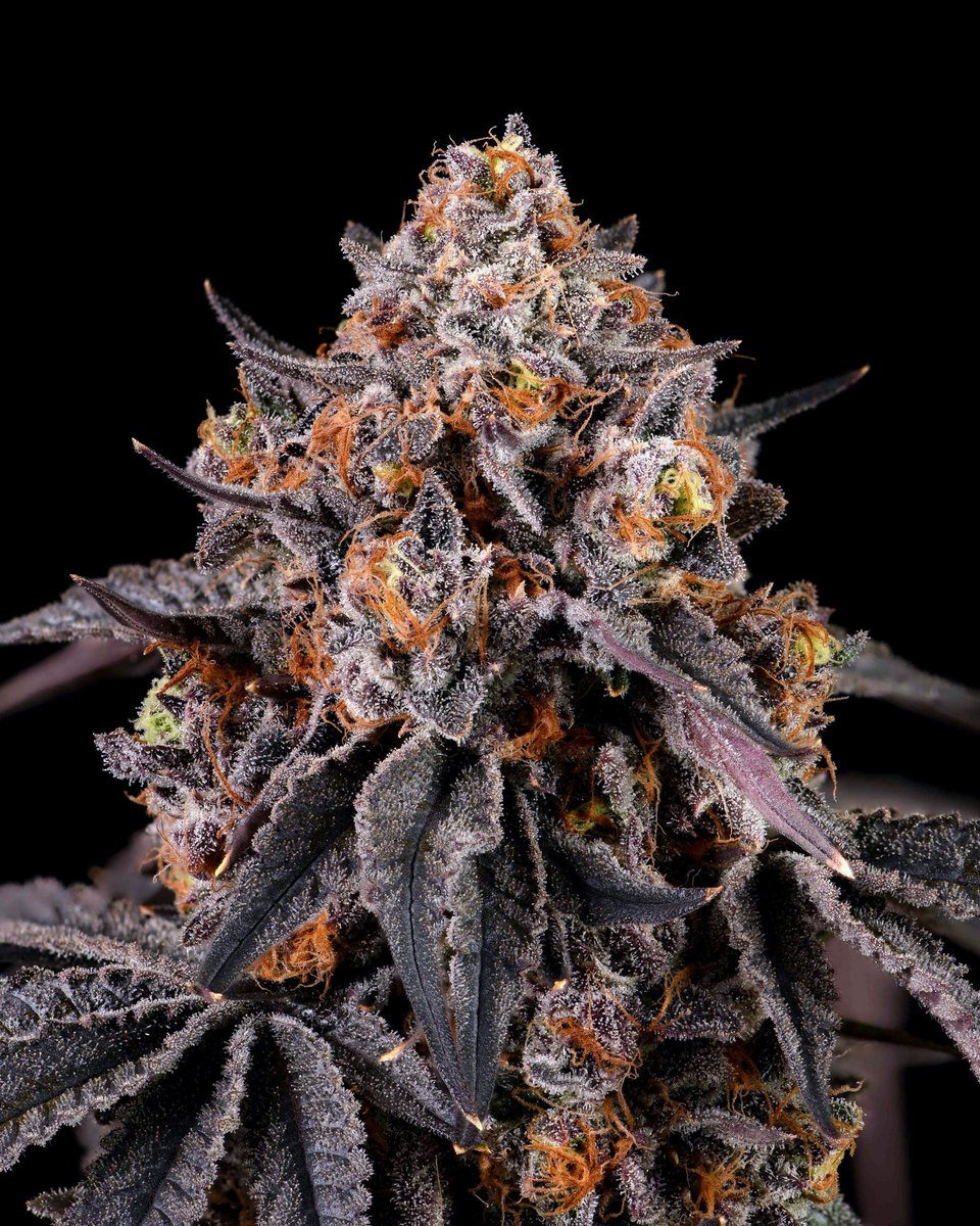 nm_cookies's tweet photo. Have you guys tried <Frozen Grapes> yet?
🥶🍇❄️

{London Pound Cake 75 x White Runtz}

Now available @ Cookies Albuquerque &amp; Sunland 💯

@cookiesglobal @berner415 https://t.co/54FDjDePXq