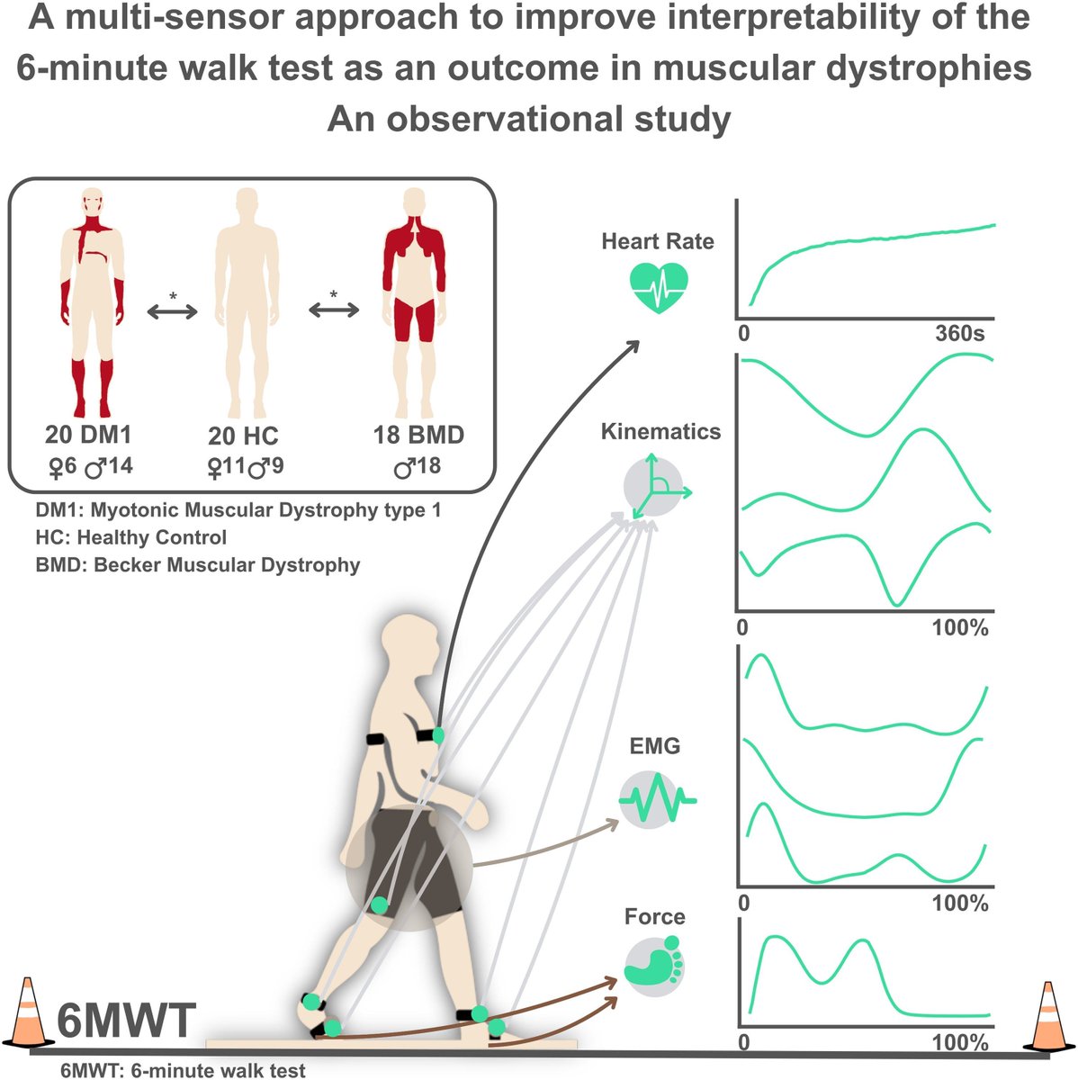 The study evaluates enhancements to the 6-min walk test by Ephion Mobility, identifying biomechanical patterns in Becker muscular dystrophy and myotonic dystrophy type 1, discerning differences in disease severity. Read at buff.ly/6u9qhsH
<a href="/EphionHealth/">Ephion Health</a> 
<a href="/Eurecat_news/">Eurecat</a>