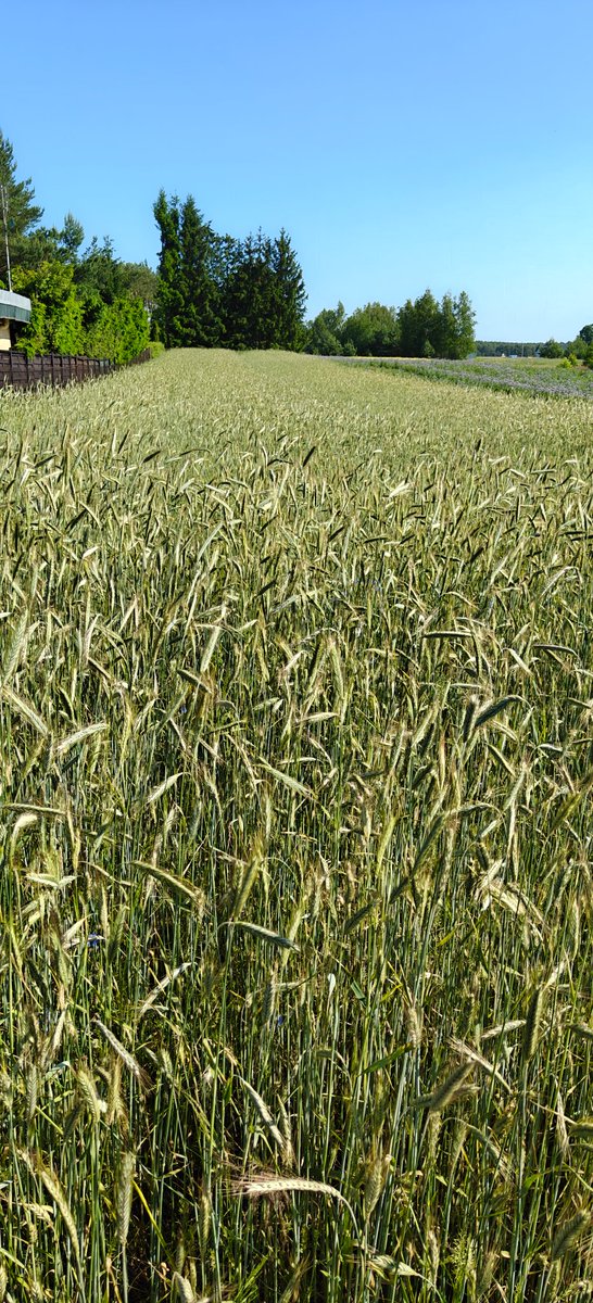 Piotrus_Pan9's tweet image. #OnePlus13r