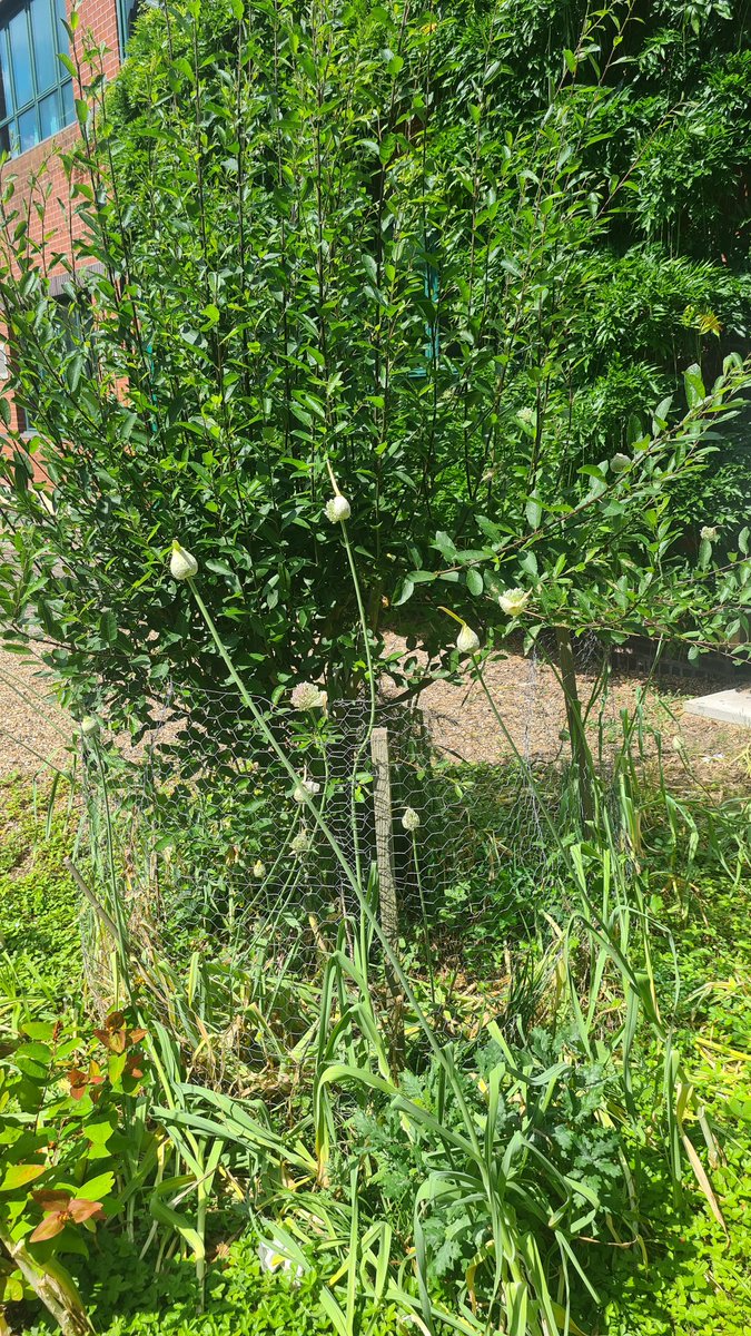 One of Silwood's more bizarre plant combinations.  The shrub is the rare hybrid Salix x laurina (mystery arrival) and Allium scorodoprasum (ditto). But great fun.