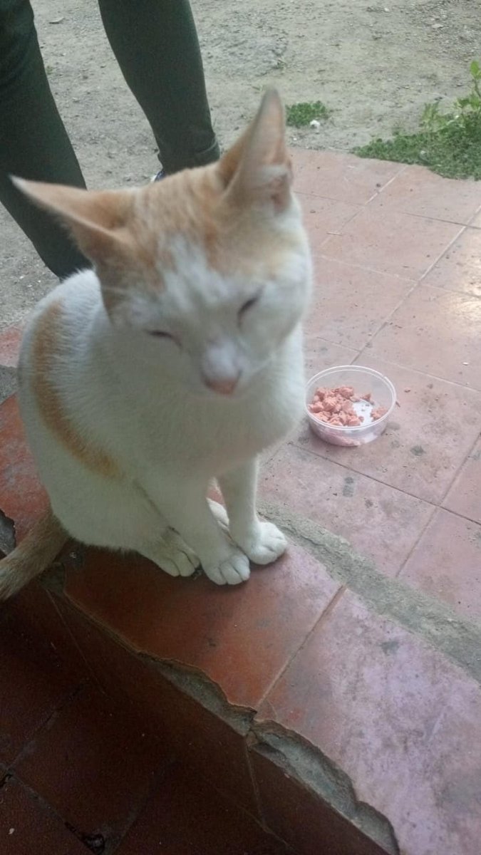 Amigos, qué les parece si ayudamos al Chino de Caricuao, Caracas, a encontrar una familia?
Tiene 7 meses,  es dulce y juguetón. Busca una familia que lo ame y lo saque de la vida en la calle, su proteccionista lo esterilizará pronto.
Contacto 04241998009
Ayudamos al Chino?🥰💪❤️