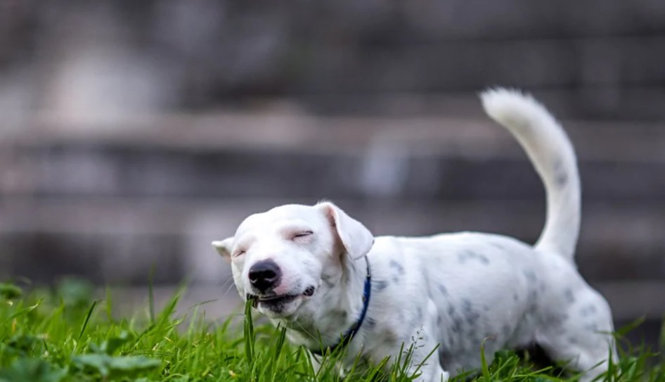 go_sofiatab's tweet image. #openseatouchgrass