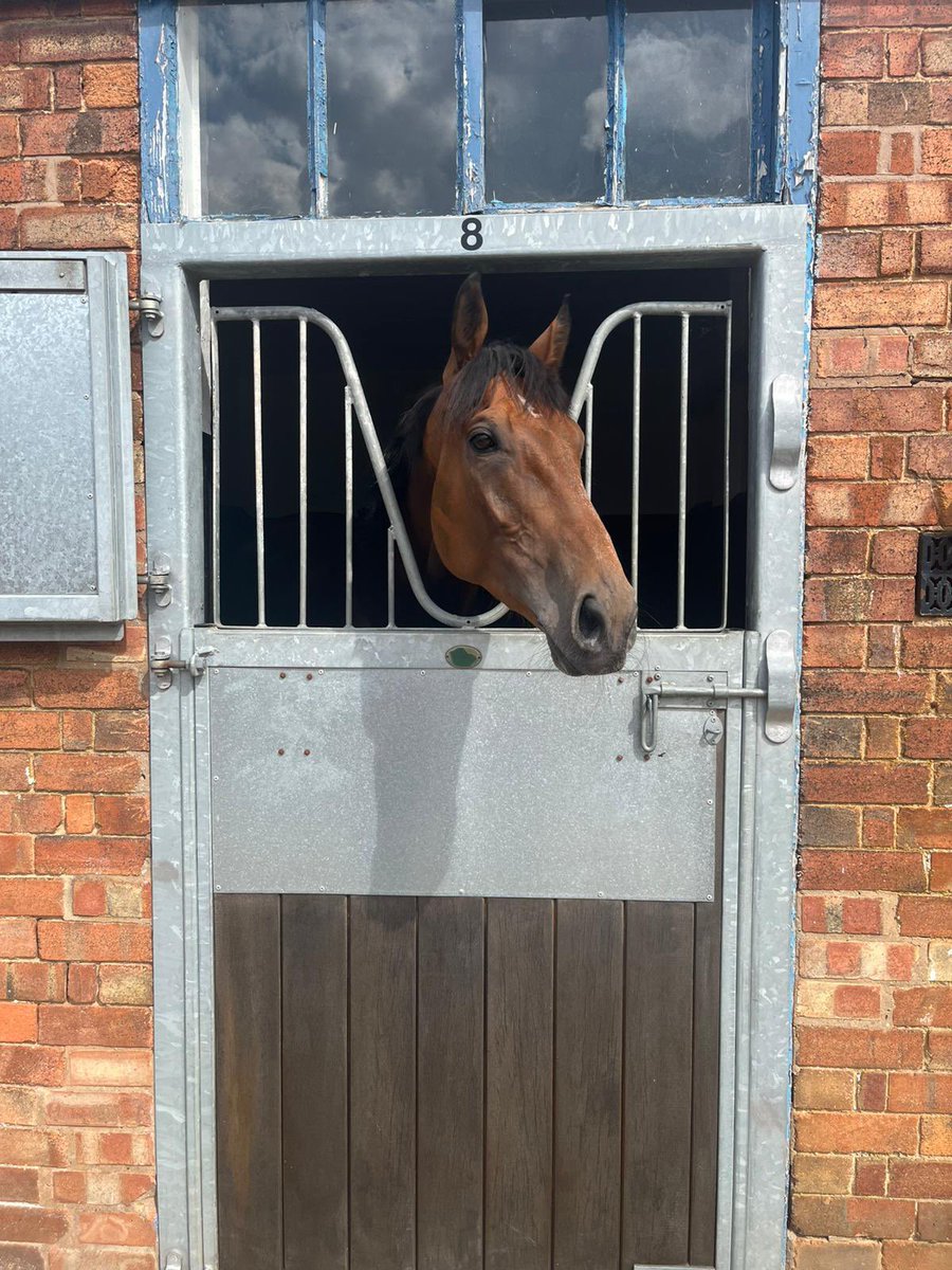 S.Pearce Racing (@spearce_racing) on Twitter photo Tonight we have Trackman running in the 7.50pm at <a href="/LeicesterRaces/">Leicester Racecourse</a> #comehomesafe #racehorses #horseracing Tonight we have Trackman running in the 7.50pm at <a href="/LeicesterRaces/">Leicester Racecourse</a> #comehomesafe #racehorses #horseracing