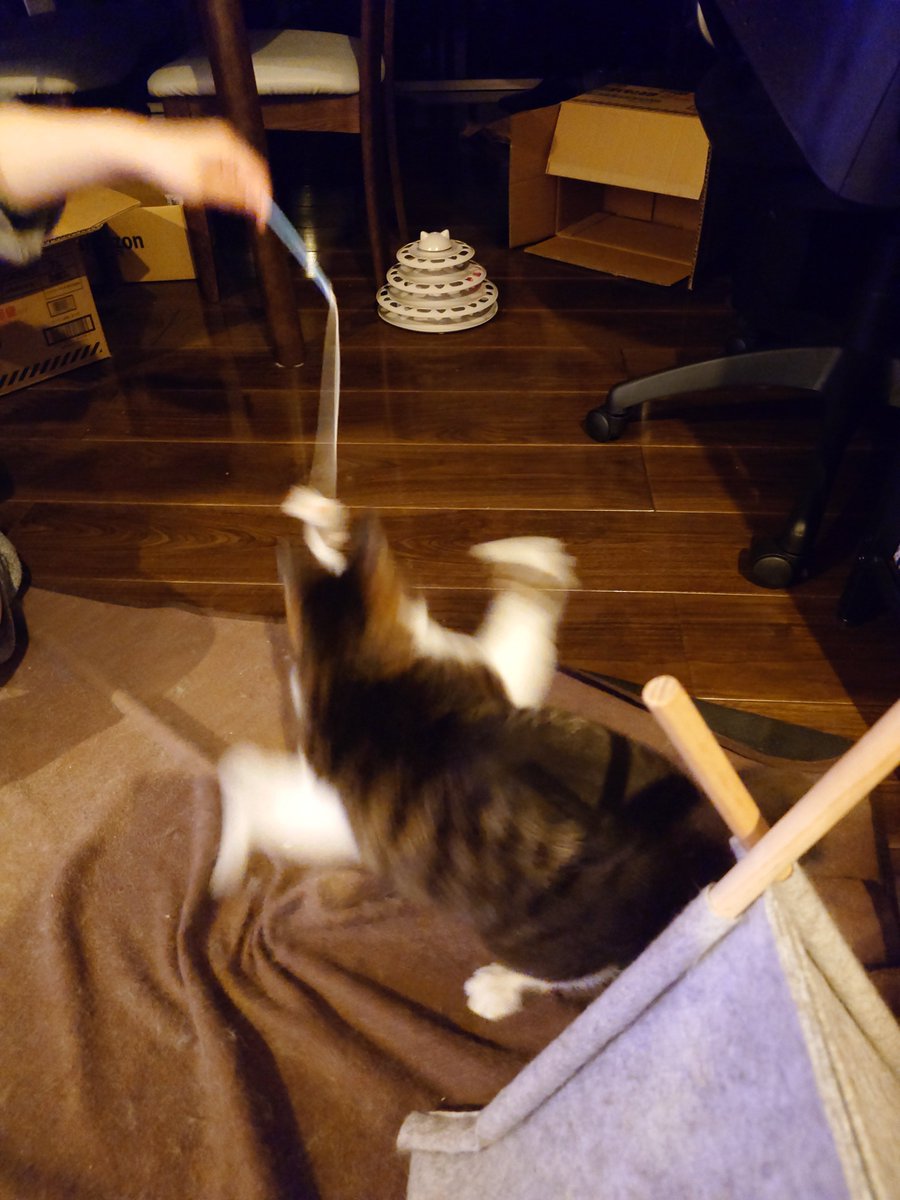 久しぶりです。
猫奴隷が体調崩したり仕事忙しく投稿できていませんでした。
ザインちゃんも実は入院していたりと...(今はすこぶる元気です)
 #ザインとニヒト