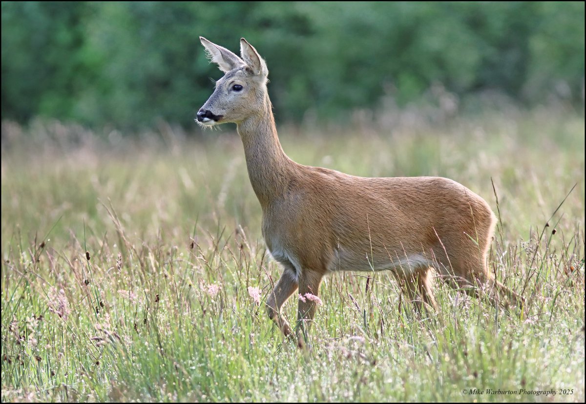 Mike Warburton (@_mikewarburton) on Twitter photo Bought a used #Canon 300mm f4 lens and tried it for the first time at a new #RoeDeer site I have been checking out.......great compact walkaround lens at a bargain price! <a href="/CanonUKandIE/">Canon UK and Ireland</a> <a href="/BBCSpringwatch/">BBC Springwatch</a> <a href="/GwentWildlife/">Gwent Wildlife Trust</a> <a href="/WildlifeMag/">BBC Wildlife</a> #Wales #wildlife #nature #forest #woodland #Deer Bought a used #Canon 300mm f4 lens and tried it for the first time at a new #RoeDeer site I have been checking out.......great compact walkaround lens at a bargain price! <a href="/CanonUKandIE/">Canon UK and Ireland</a> <a href="/BBCSpringwatch/">BBC Springwatch</a> <a href="/GwentWildlife/">Gwent Wildlife Trust</a> <a href="/WildlifeMag/">BBC Wildlife</a> #Wales #wildlife #nature #forest #woodland #Deer