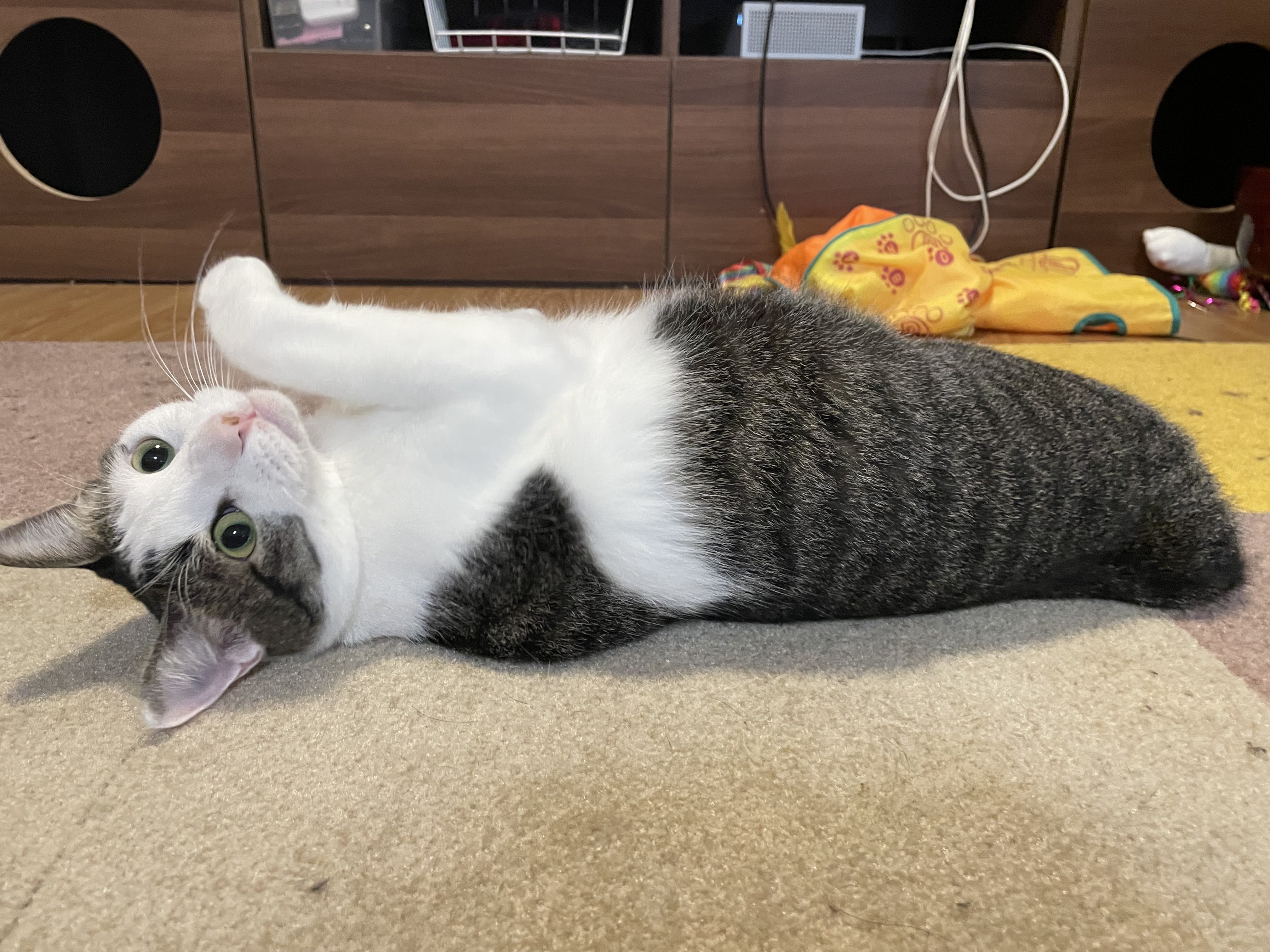 山形さくらんぼロール 250523 #のせ猫 #ねこ #cute #cat #ネコ