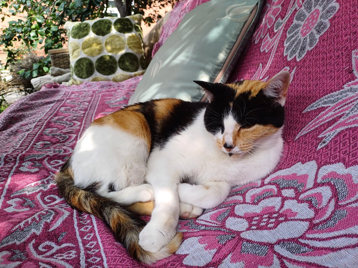 A chill out time with Little Jem. 😻 #caturday