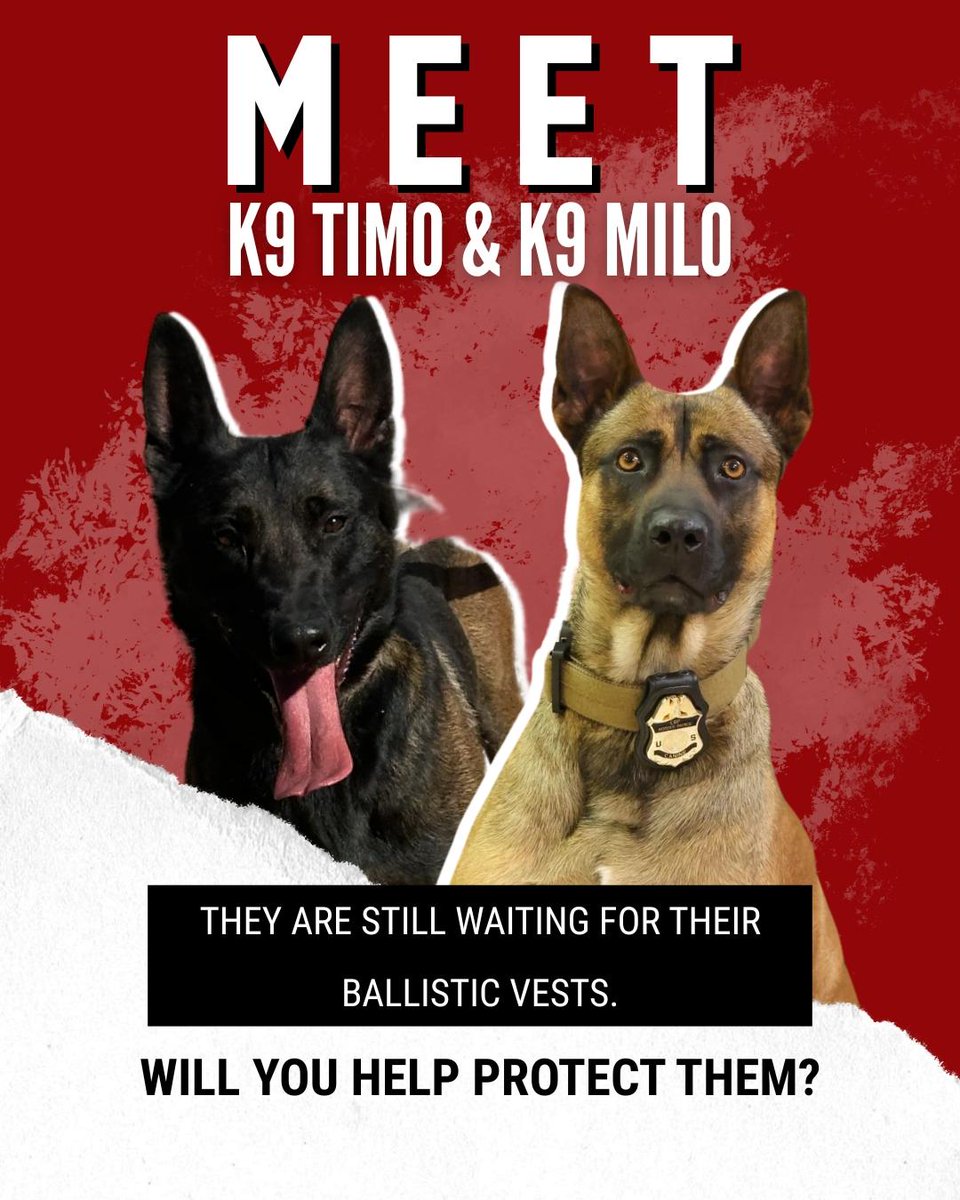 Spikesk9fund's tweet image. Right now, there are working dogs still waiting for their ballistic vests through our K9 Krijger #BallisticVest Campaign.

Will you help get them the life-saving protection they deserve?

🐺 K9 Timo is a newly certified patrol dog with the @RCTNSheriff. He’s preparing for his