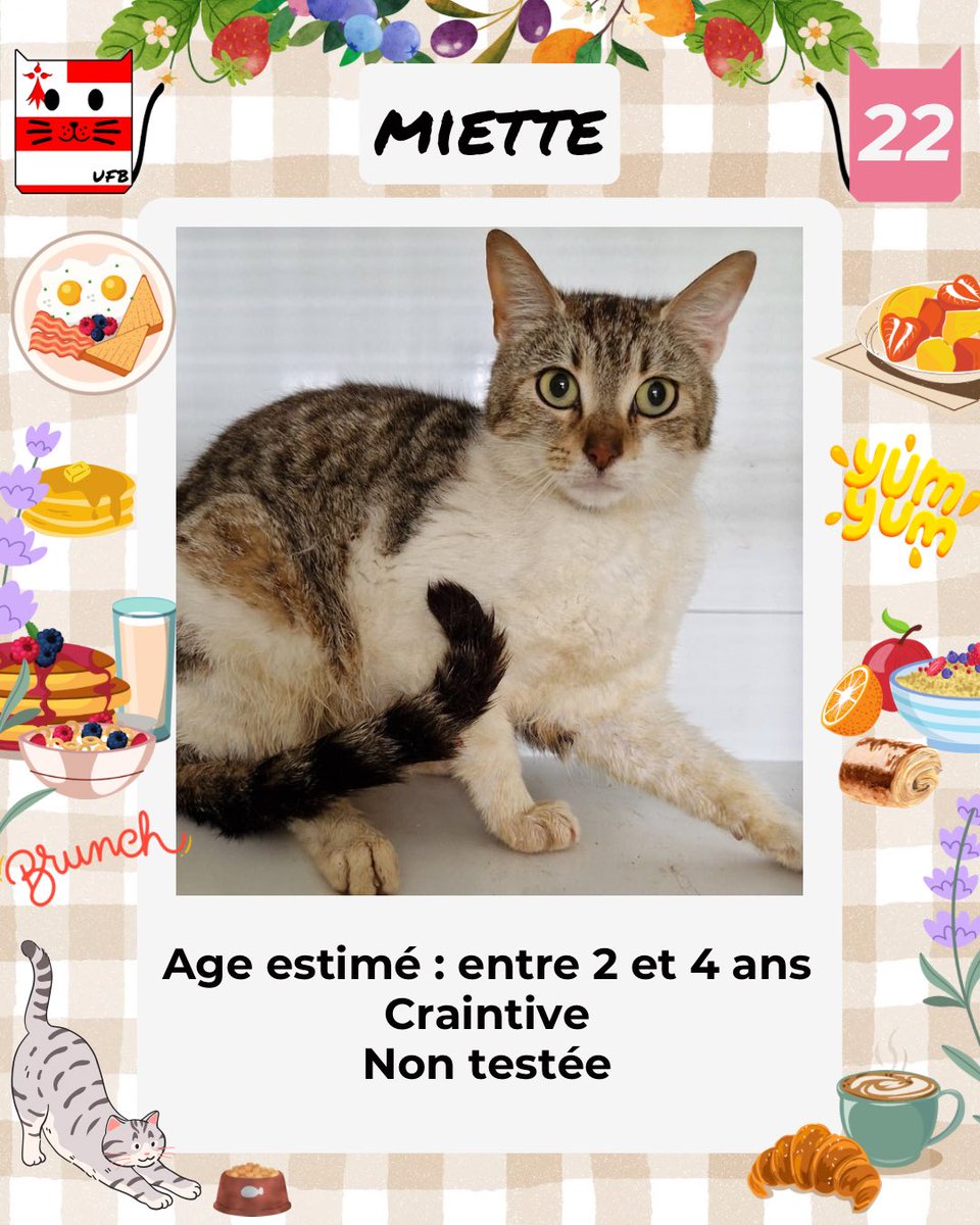 Petite Miette a réussi à s'échapper de la fourrière, à elle la liberté... Espérons qu'elle ne fera pas de mauvaises rencontres ou ne sera ni blessée, ni malade , et trouvera une bonne âme pour l'accueillir.