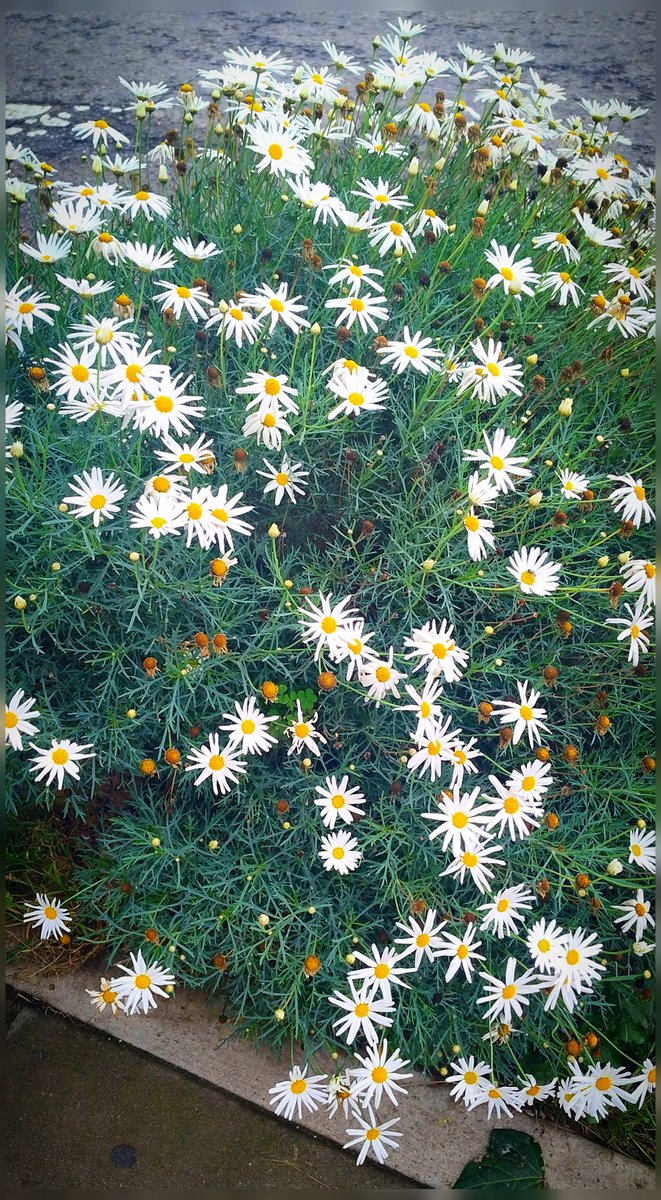 MelannyJCC's tweet photo. Simplicidad y belleza en cada margarita 🌼💛 #margaritas #flores https://t.co/jy11OsSpQQ