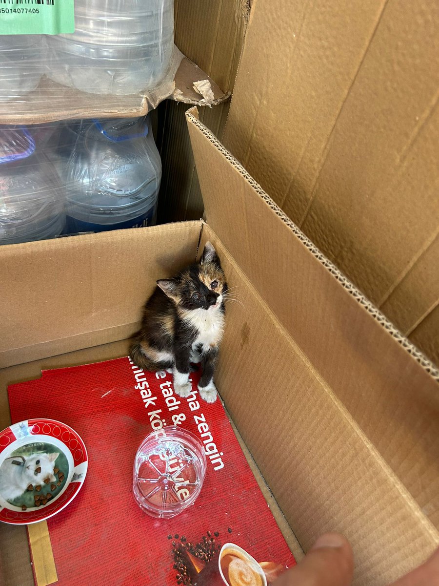 Kör kedi, sokağa salınırsa ölür diye uyutulacakmış!
İzmir/Bornova

"İki gozunu tamamen kaybetmiş . Veterinerde 500 gr 1.5 aylik disi ameliyat olmasi icin 1 kilo olmasi gerekiyormuş. Goz damlasi ile enfeksiyon kurutulcak gorme ihtimali %1. Yuva bulmazsa uyutulacak"

İletişim ben