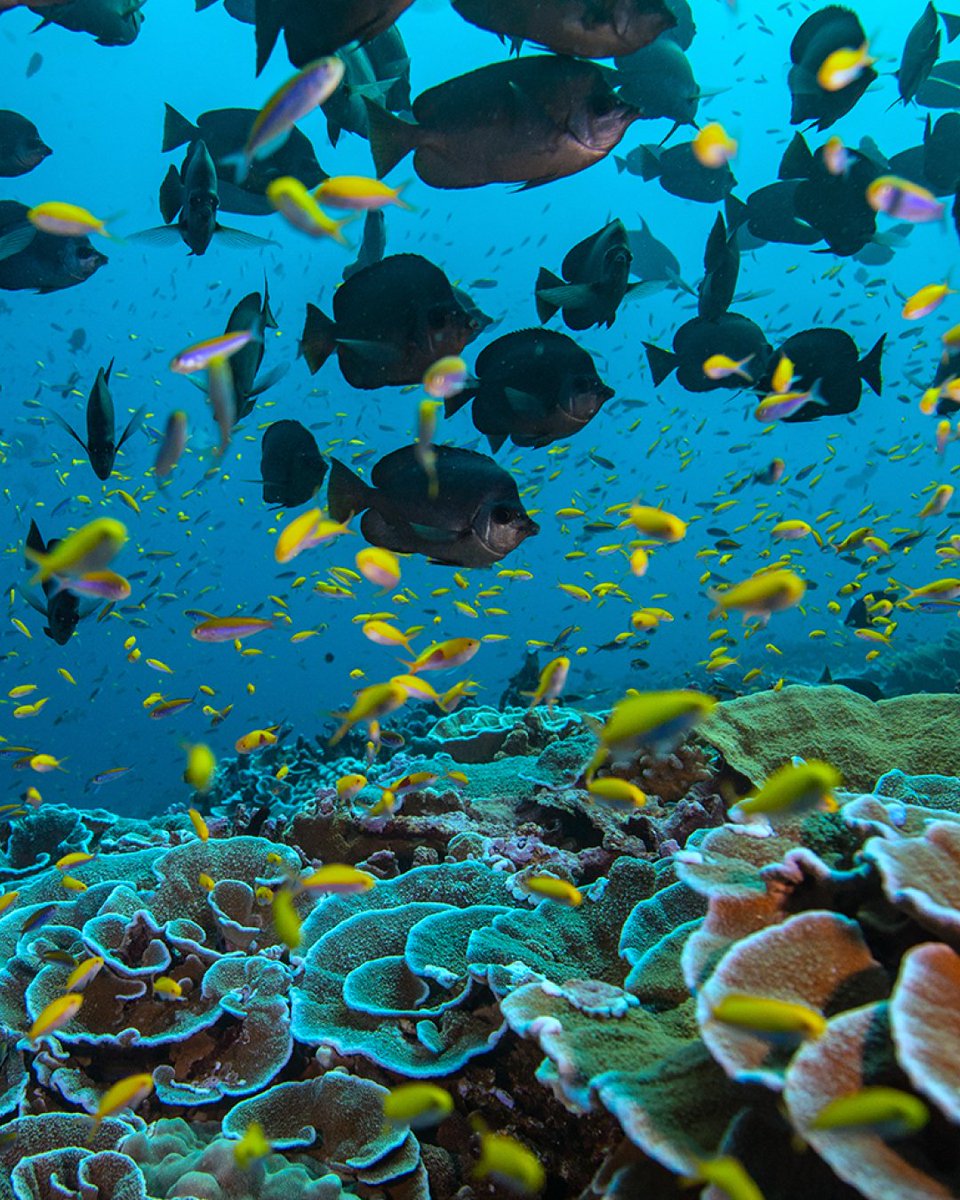 Beneath the surface, resilience blooms. 

In a photo captured during a 2009 Pristine Seas expedition, this reef, once tested by severe coral bleaching, now shows signs of spectacular recovery. 

Credit: Manu San Félix