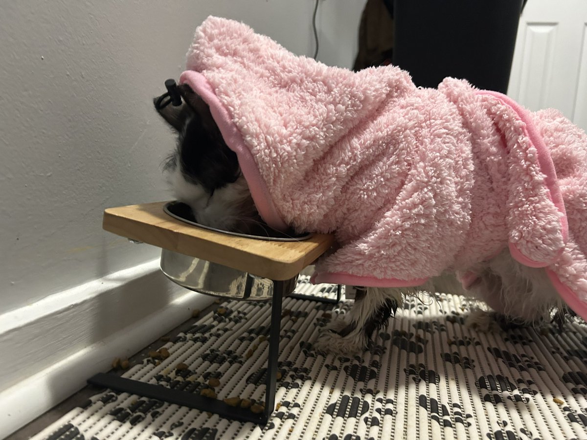 I think you need to see these pics from last time Oreo had a bath and ran immediately toward the food bowl as soon as I put her little robe on her