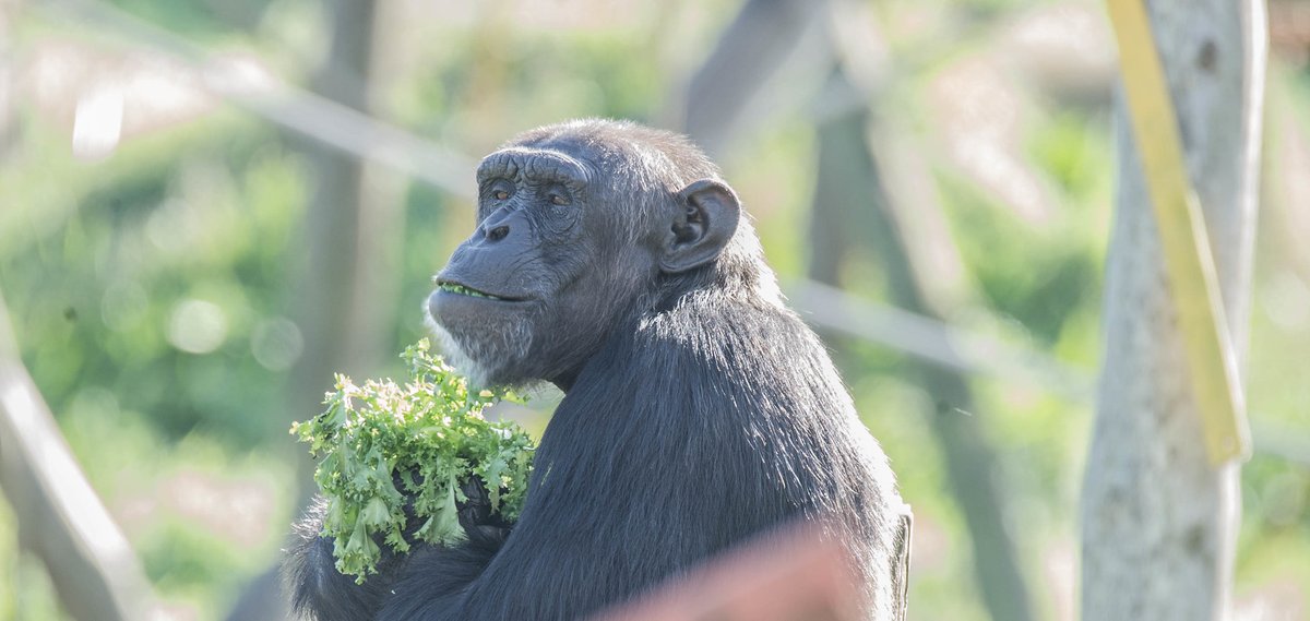 MONA_UK's tweet image. 🔬 Thanks to a new project, we now know which foods are the most motivating for each individual and can use them in veterinary training 🩺 to better monitor their health.
Bongo is a fan of papaya🥭 A true gourmet!