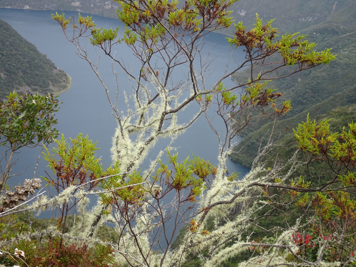 ferchinchin's tweet image. ❝JAPANESE POETRY is right: the contemplation of LANDSCAPES is what says the most about us❞.
⭐  Fabienne Claire Nothomb

 🌿  𝐻𝑦𝑝𝑒𝑟𝑖𝑐𝑢𝑚 𝑙𝑎𝑟𝑖𝑐𝑖𝑓𝑜𝑙𝑖𝑢𝑚 Juss. ➤ 𝙷𝚈𝙿𝙴𝚁𝙸𝙲𝙰𝙲𝙴𝙰𝙴.
#Hypericum #AmélieNothomb
