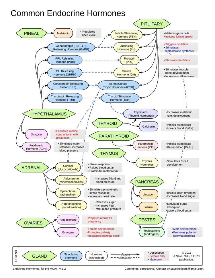 🟠 Common Endocrine Hormones