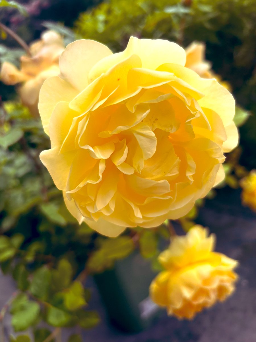 Gemma Allen (she/her) (@gemma_allen1) on Twitter photo Beautiful new addition to the garden - ‘The Poets Wife’ 
 <a href="/DAustinRoses/">David Austin Roses</a> Beautiful new addition to the garden - ‘The Poets Wife’ 
 <a href="/DAustinRoses/">David Austin Roses</a>