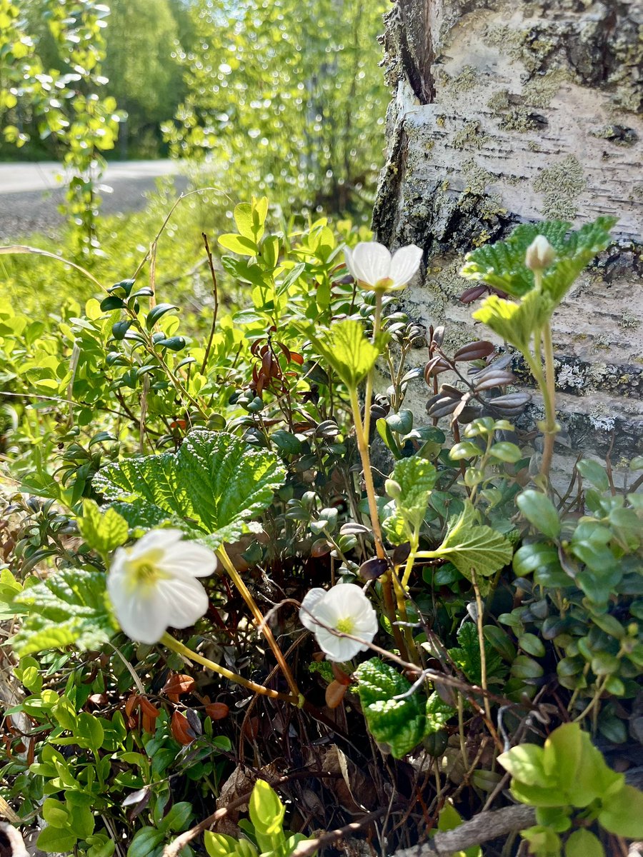 JOS ei tule rankkasade
JOS ei tule raekuuro
JOS ei tule halla
JOS tulee hyviä pölyttäjiä 🙏🙏🙏
