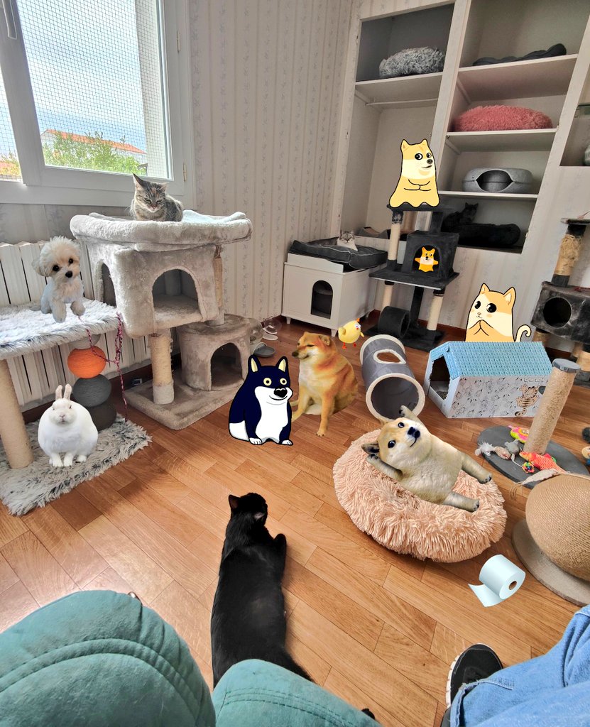 Good Morning World ! 😁🐶🥖🐢
How many cats do you think there are in my Cat Shelter today ? 
4.20 Đoge to the 1st correct answer 🤭😻💛🐶
Hint: there are between 4 and 42