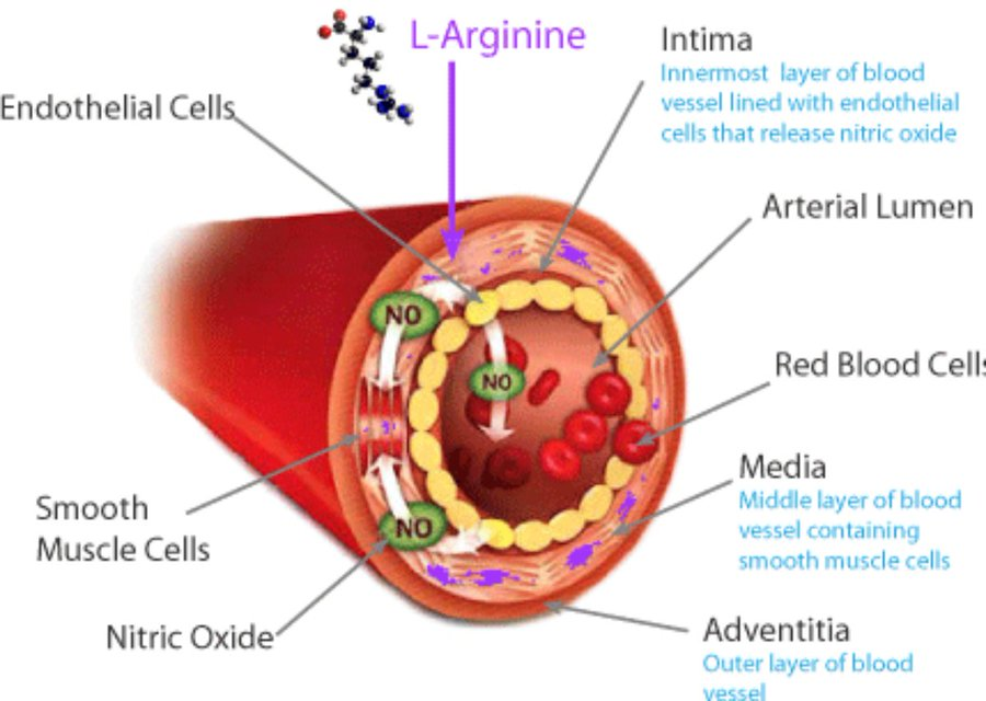 El óxido nítrico es una sustancia milagrosa.

Cura el Alzheimer, controla las erecciones y retrasa el envejecimiento.

Pero a los 40 años, ya has perdido el 50%.

Esto es lo que necesitas saber (y cómo solucionarlo): 🧵