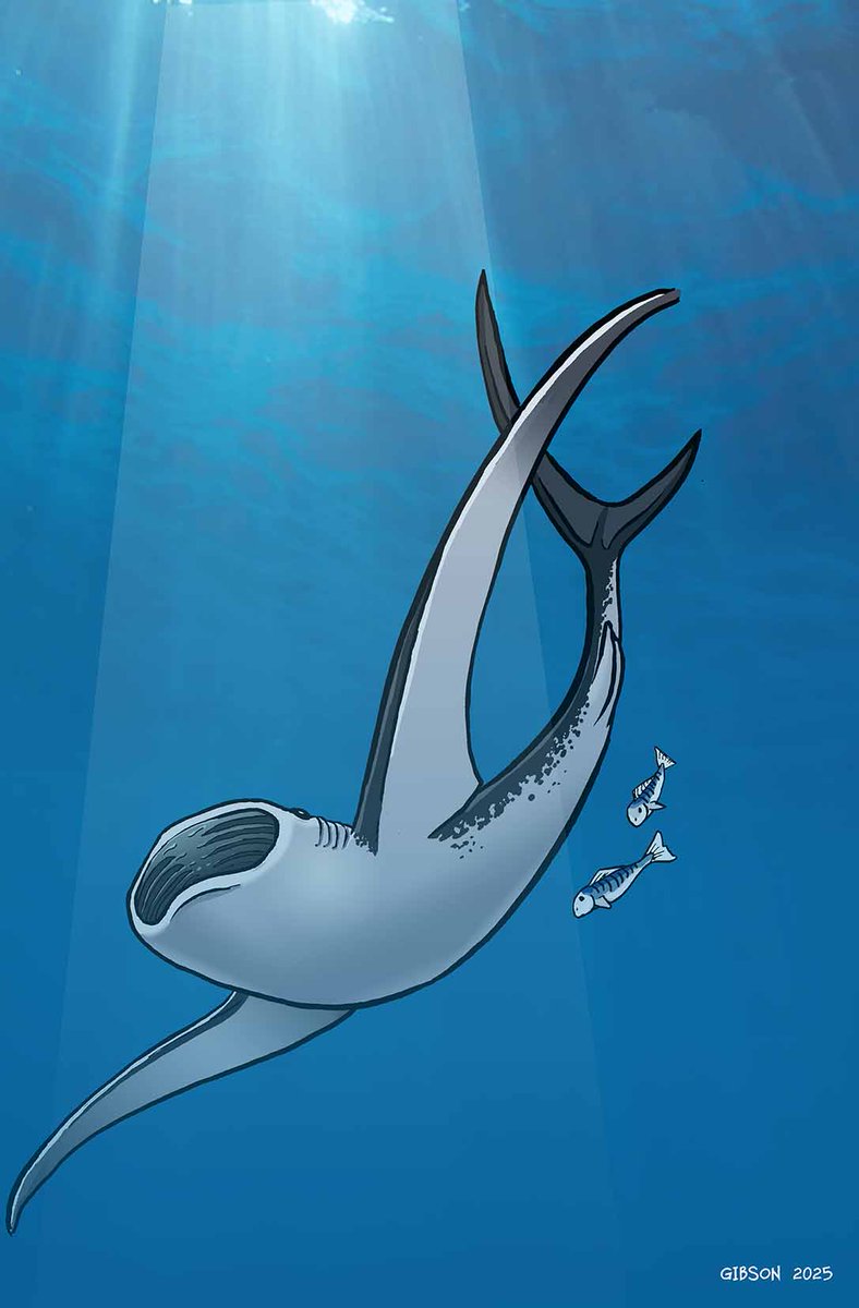 Some new art. Prehistoric shark Aquilolamna.