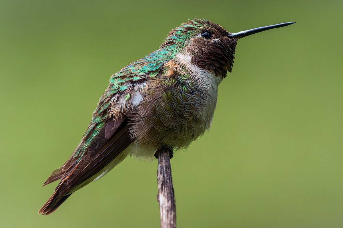 silentsnaps's tweet photo. Broad-tailed Hummingbird — a mountain jewel with a shimmering green back and a signature metallic trill in flight. Common in the high meadows of the West! 💚✨
#BroadTailedHummingbird #Hummingbirds #BirdsOfX #BackyardBirding #BirdWatching #NatureLovers #FeatheredFriends #WildlifePhotography #AvianBeauty #BirdingDaily