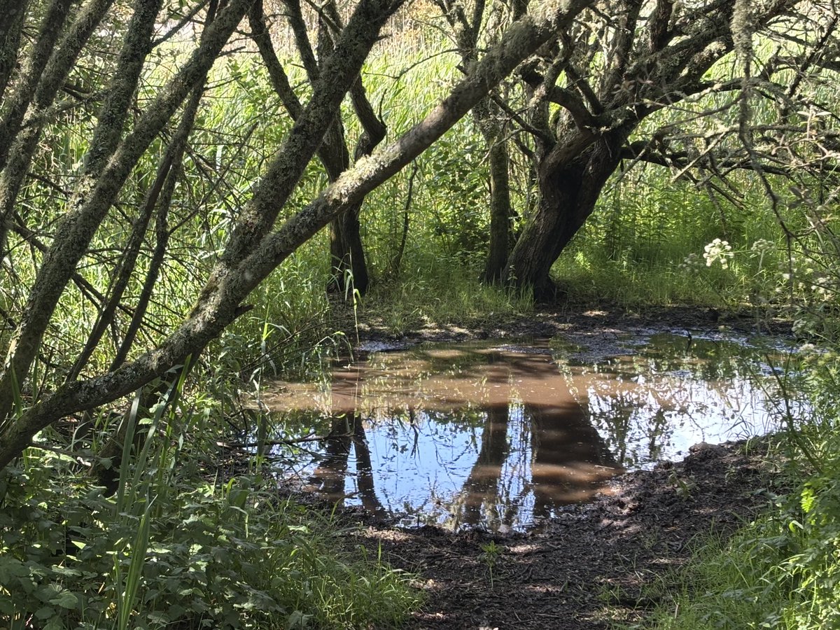 Lovely Loe reflections