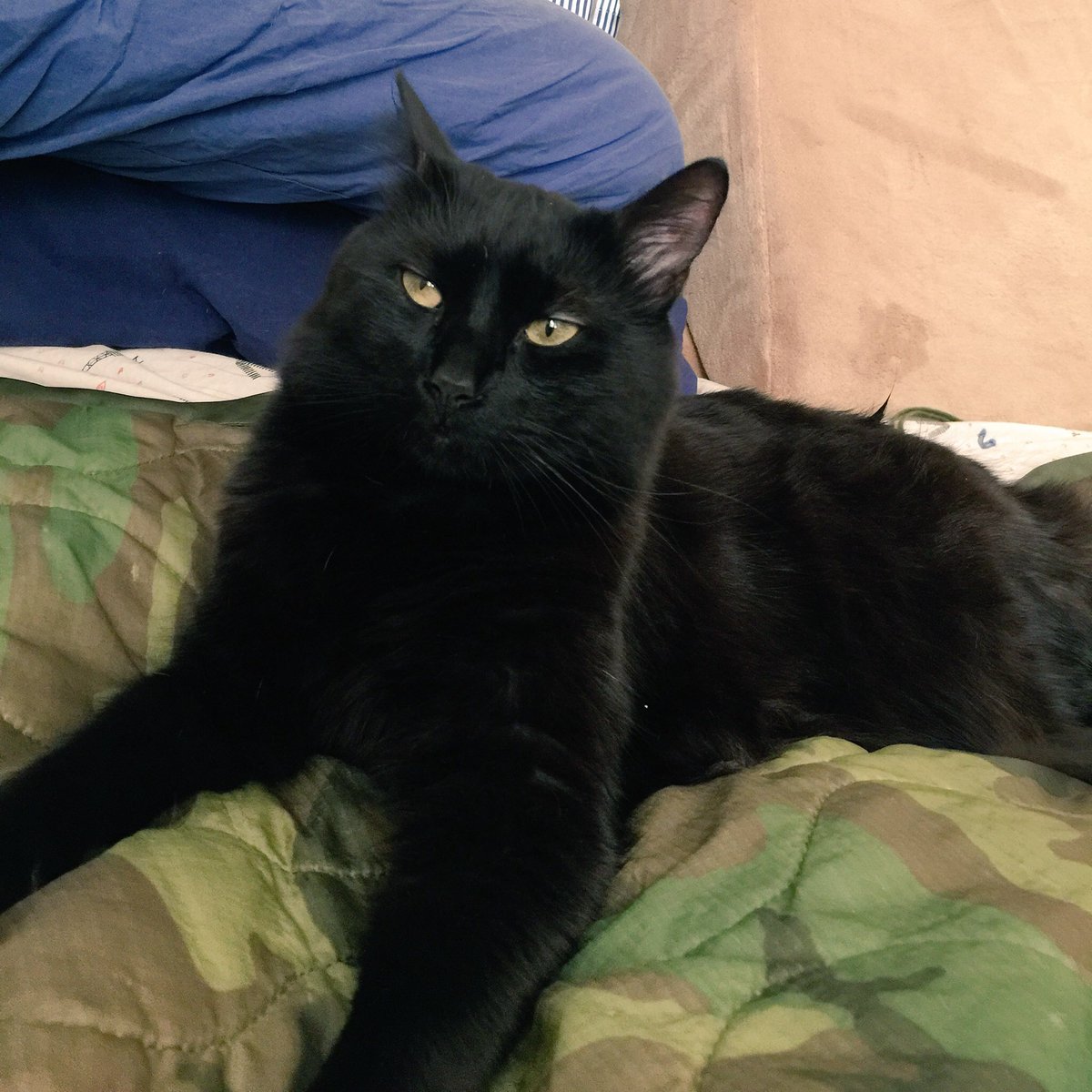 "Mad Cat" Cattis tweet media