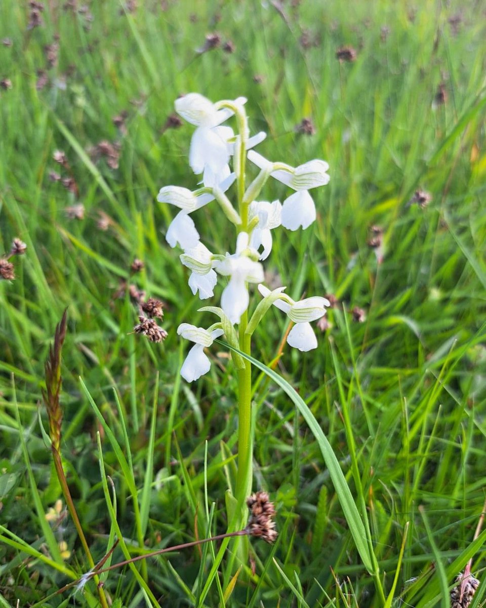 DevonWildlife's tweet photo. 🌸 Green-winged orchids spotted at Teigngrace Meadows!

These stunning spring wildflowers bloom in unimproved grasslands — areas untouched by fertilisers or reseeding — making them a sign of a truly wild meadow.

📍 Visit the reserve: https://t.co/u1tmuhYCWP
📸 Matt B &amp; Chris M https://t.co/gd03w4OKk9