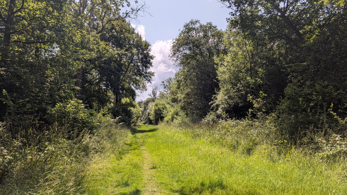 Overdue first time visits to two well known nature area - Otmoor and Salcey Forest. Wood White, Black Hairstreak &amp; White Admiral seen easily at the former. Very little visible at Otmoor, though distant Lapwing flock presumed failed breeders, terns behind fencing &amp; Curlew calling