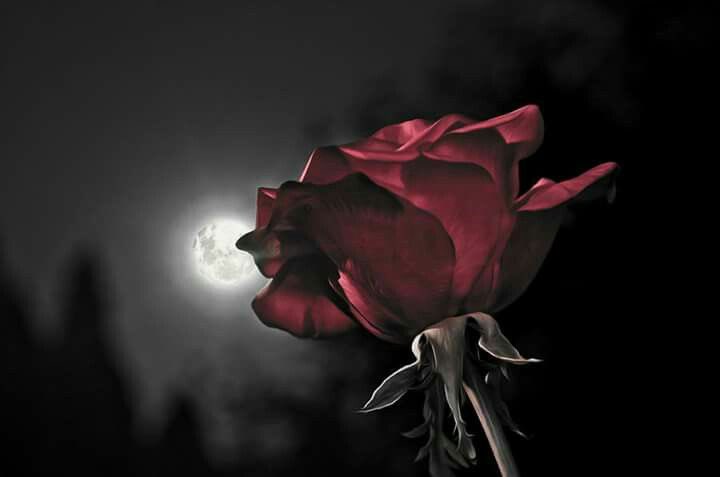 🌿Une odeur de rosier dans mon cœur a fleuri
      Je rêvais de tempête et la joue de la lune
      Caressait le jardin

Pierre Morhange